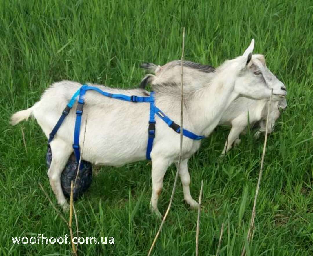 ліфчик для кози